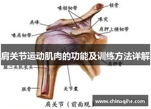 肩关节运动肌肉的功能及训练方法详解